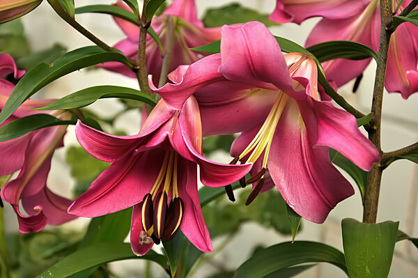 Leuchtend rosa Lilien in voller Blüte