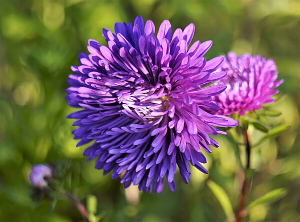 Lebendige lila Aster Blume Nahaufnahme in einem Garten