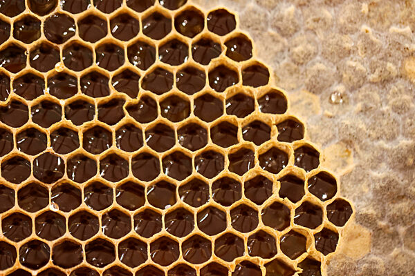 Eine Bienenwabe mit zum Teil schon geschlossenen Waben.