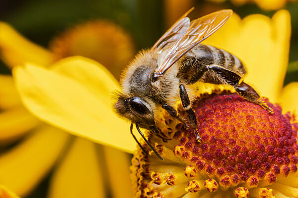 Honigbiene mit gelben Pollen bedeckt trinken Nektar, Bestäubung Blume. Inspirierende natürlichen floralen Frühling oder Sommer blühenden Garten Hintergrund. Leben der Insekten, Extreme Makro Nahaufnahme selektiven Fokus