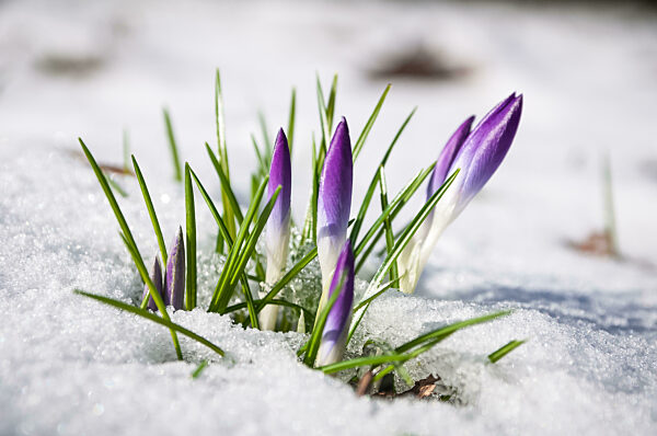 Krokuswiese im Schnee
