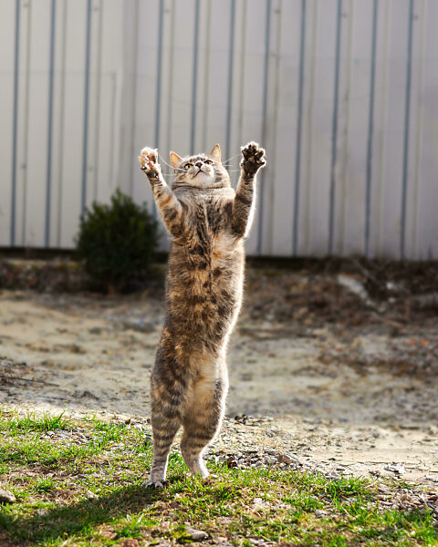 Katze, die auf den Hinterbeinen im Gras steht und sich in einer komischen Pose nach oben streckt.