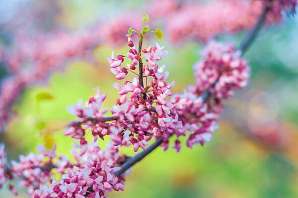 Zartrosa Blüten schmücken einen kräftigen Zweig der Östlichen Rotbuche und signalisieren die Ankunft des Frühlings.
