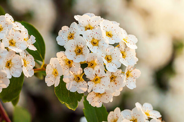 Ein Büschel winziger weißer Spiraea-Blüten mit gelber Mitte, die an einem Strauchzweig blühen.