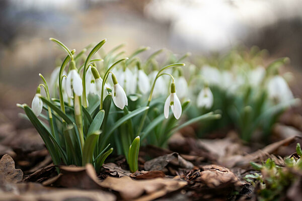 Blühendes zartes Schneeglöckchen - Galanthus nivalis wiegt sich im Wind in einem öffentlichen Park. Frühlingszeit.