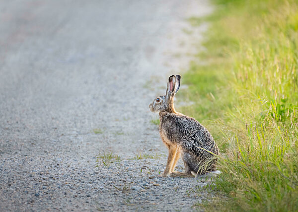 Braune Hase über eine Schotterstraße in Burgenland