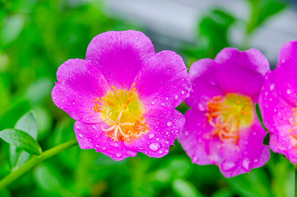 Nahaufnahme von Portulaca grandiflora Blumen mit anpassbaren Raum für Text oder Ideen. Natur Schönheit Konzept. - Bildmontage
