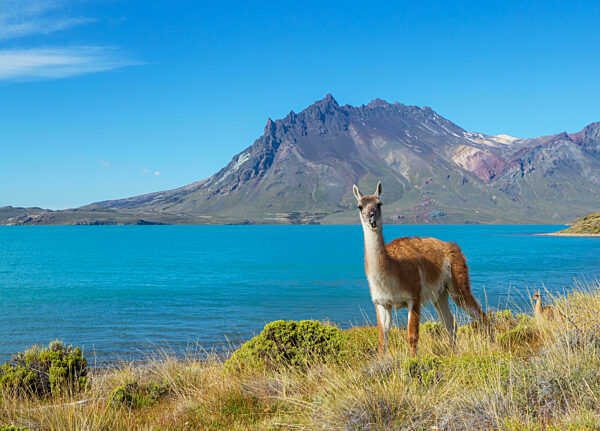Guanaco