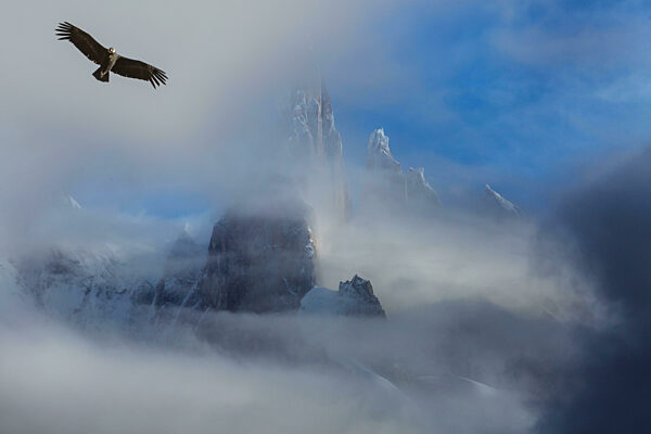 Fliegender Kondor in Patagonien, Südamerika