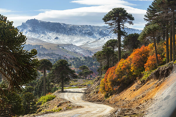 Ungewöhnliche Araucaria (Araucaria araucana) Bäume in Andes Gebirge, Chile