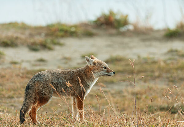 Fuchs in Patagonien