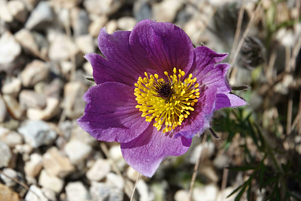 Pulsatilla serotina, Spätblühende Küchenschelle, pasqueflower