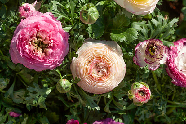 Blühende bunte Ranunkel Blumen (Ranunculus asiaticus), Deutschland