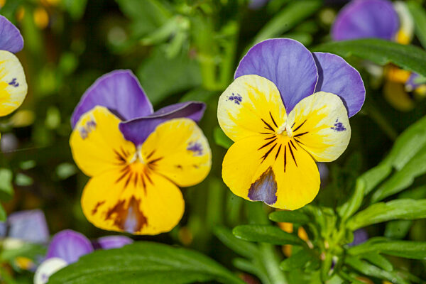 Blühende Horn-Veilchen (Viola cornuta) Blumen, Deutschland