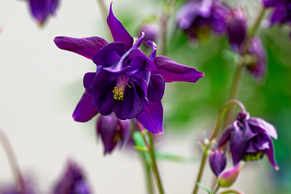 Blüten der Dunklen Akelei
