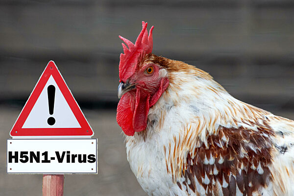 Nahaufnahme eines Huhns, Zeichen H5N1, Konzept der Geflügelpest, Bedrohung durch die Vogelgrippe und Krankheiten bei Geflügel. - Bildmontage