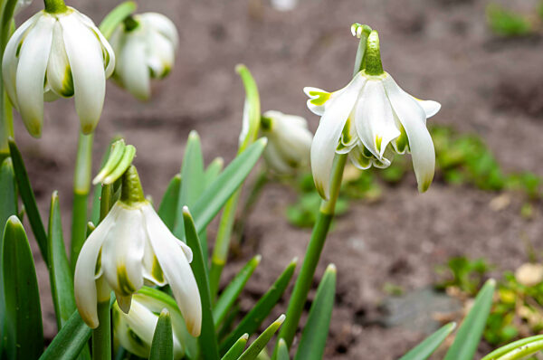 Delicate snowdrop flowers emerge in early spring...