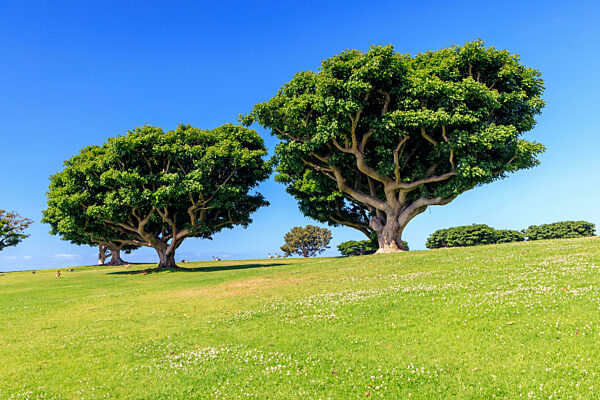 Buschige grüne Bäume auf einer saftigen Wiese unter einem klaren blauen Himmel
