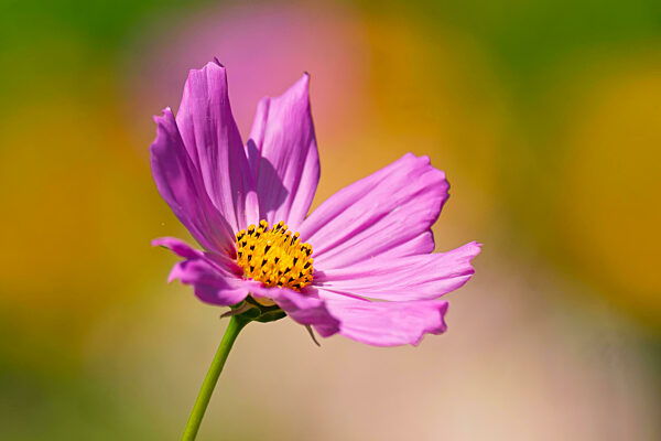 Cosmea im Garten