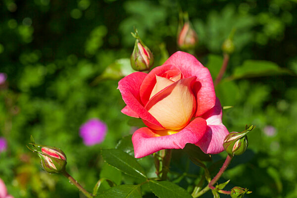 Rosa Rose, grüner Hintergrund, Deutschland