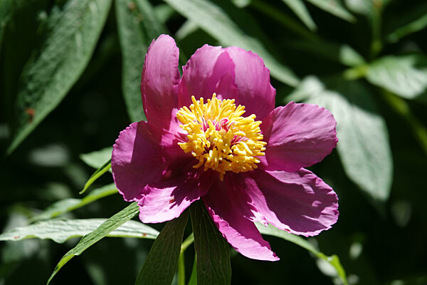Paeonia mairei, Waldpfingstrose, Woodland peony