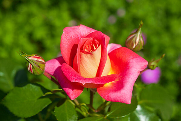 Rosa Rose, grüner Hintergrund, Deutschland