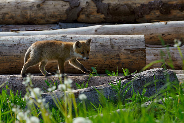 Rotfuchs Welpe (vulpes vulpes)