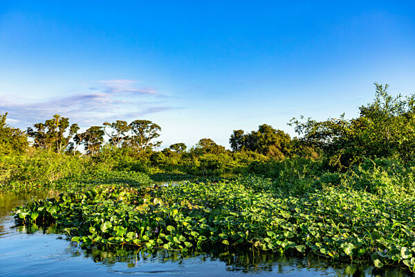 Wilde, unberührte Landschaft in den Feuchtgebieten des Süd-Pantanal. Corumba, Mato Grosso do Sul, Brasilien. Brasilianische Natur und Wildnis.