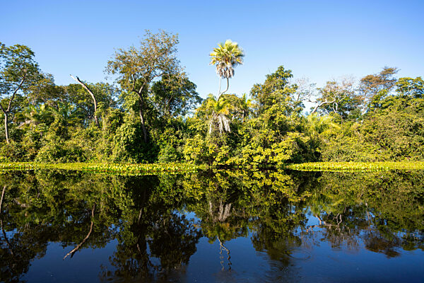 Üppige grüne Landschaft des Pantanal-Feuchtgebiets