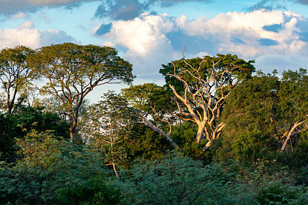 Wilde, unberührte Landschaft in den Feuchtgebieten des Süd-Pantanal. Corumba, Mato Grosso do Sul, Brasilien. Brasilianische Natur und Wildnis.