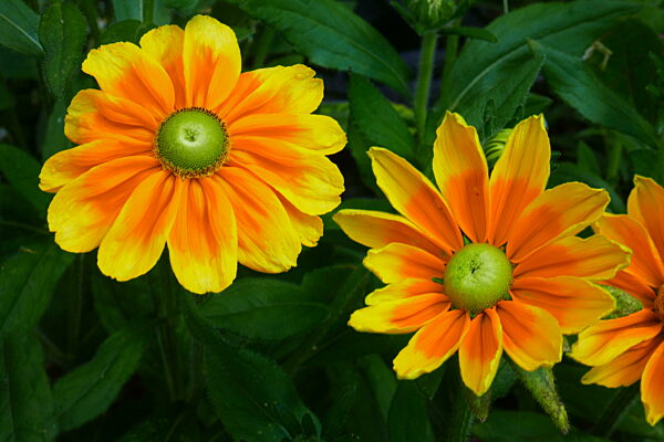 Sonnenhut Prairie Sun Rudbeckia