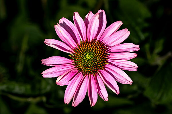 Blüte einer Echinacea purpurea, Purpursonnenhut