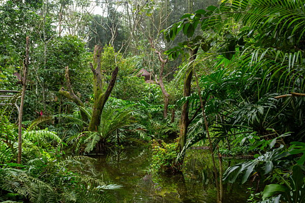 Tropical environment of Parque das Aves. Parana Brazil. Brazilian wilderness landscape.