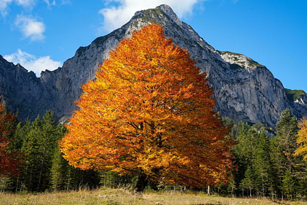Schöne, solitäre Rotbuche (Fagus sylvatica), die im Herbst von der Sonne angestrahlt