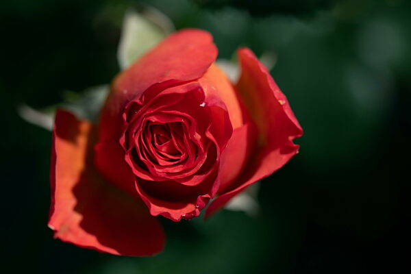 Nahaufnahme einer roten Rose, die von oben fotografiert wurde. Die Rose öffnet ihre Blüte vor einem grünen Hintergrund.