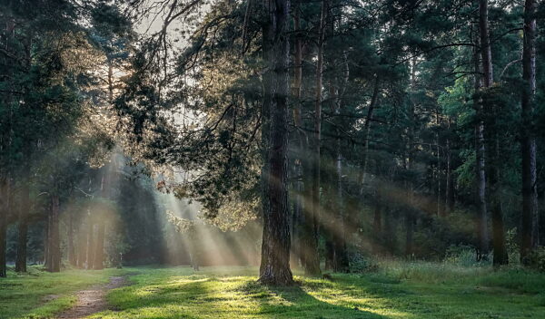 Schöner nebliger Morgen im Wald, mit den ersten Strahlen des Sonnenlichts filtert durch den dichten Baldachin der Bäume. Die magische Atmosphäre eines Sommermorgens im Wald. Panoramablick.