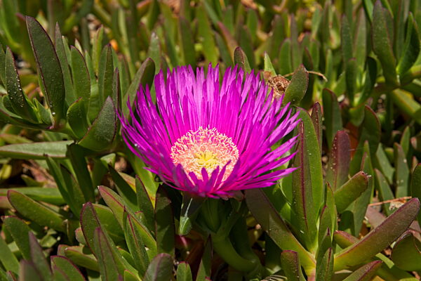 Carpobrotus succulent.