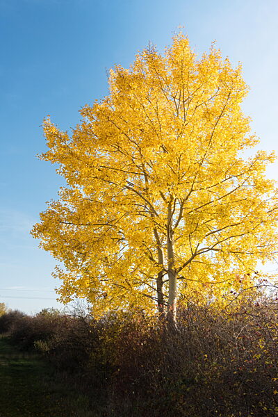 Vibrant gelber Baum gegen blauen Himmel Herbstsaison Landschaft