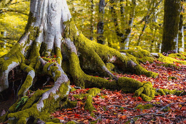 Eine Baumwurzel ist mit Moos bedeckt und von abgefallenen Blättern umgeben