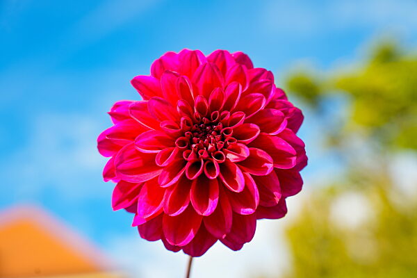 Schöne Einzelblüte in voller Blüte der purpurroten Dahlie Purple fllame