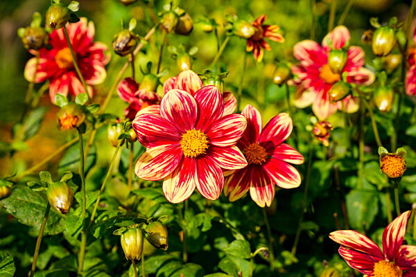 Dahlienbeet. Leuchtend rot-gelbe Blütenköpfe der Sorte Casanova