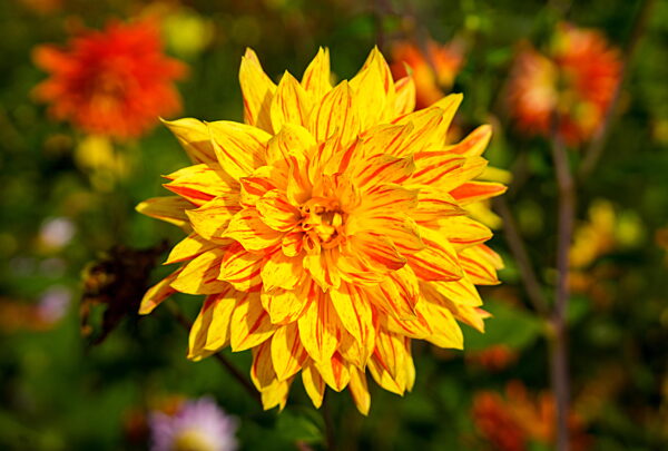 Nahaufnahme eines einzelnen gelben Blütenkopfes der Kaktusdahlie