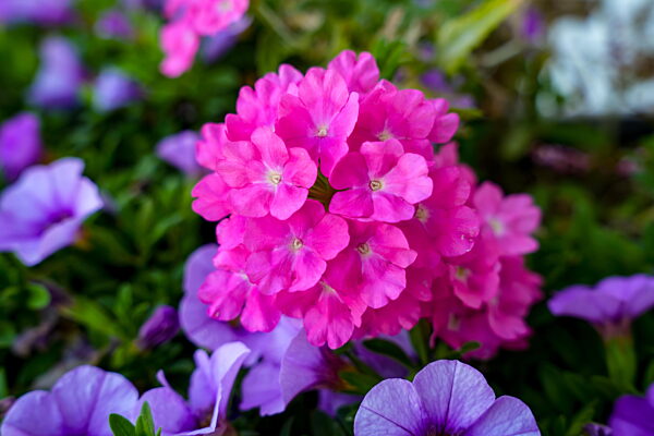 Leuchtend rosa blühende Verbene, auch bekannt als Eisenkraut (botanisch: Verbena hybrida) umgeben von der himmelblauen Prunkwinde (Ipomoea tricolor), auch bekannt als Morning Glory