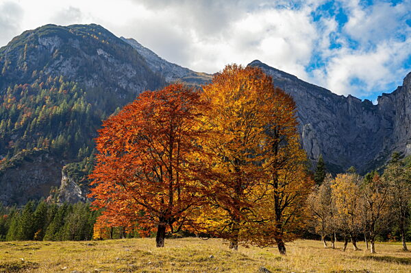 Schöne Rot-Buchen (Fagus sylvatica), die im Herbst von der Sonne angestrahlt werden