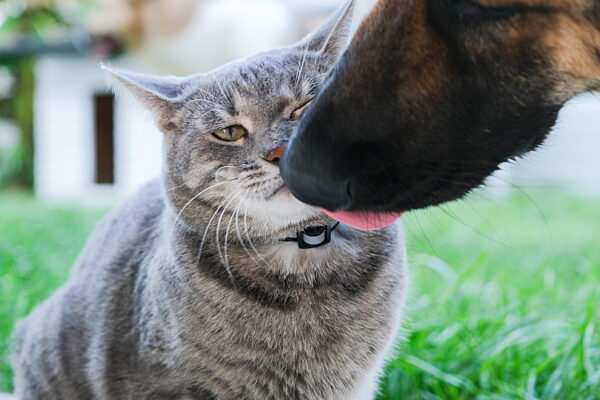 Ein Hund und eine Katze stehen sich Nase an Nase gegenüber und zeigen Neugierde.