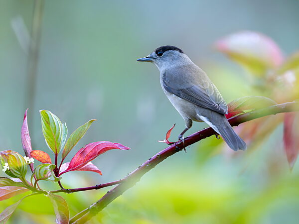 Kleiner grauer Vogel sitzt auf einem Ast mit grünen und roten Blättern
