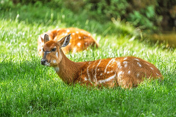 Anmutige Antilope ruht friedlich auf einer üppig grünen Wiese Eine ruhige Wildtierszene