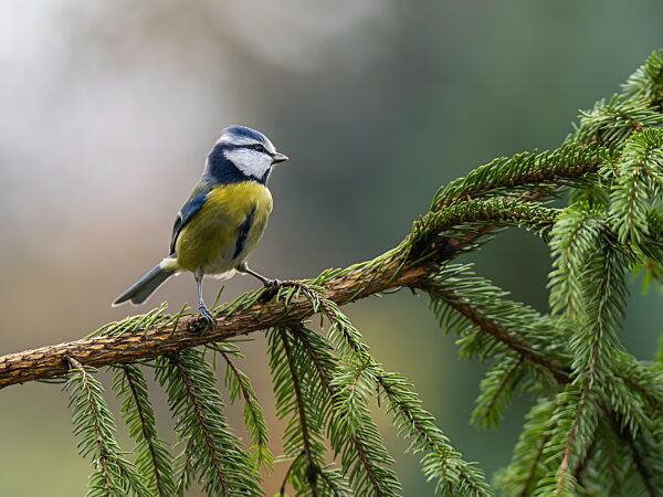Lebhafte Blaumeise sitzt auf einem üppig grünen Kiefernzweig im Wald