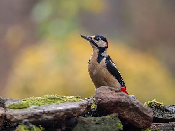 Lebhafter Specht sitzt im Herbst auf moosbewachsenen Felsen