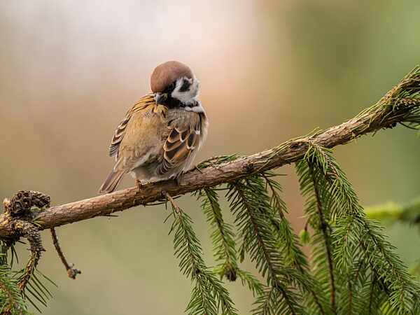 Charmantes Spätzchen sitzt auf einem immergrünen Ast in natürlicher Umgebung
